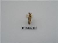 藏品(尺蠖蛾科)的圖片